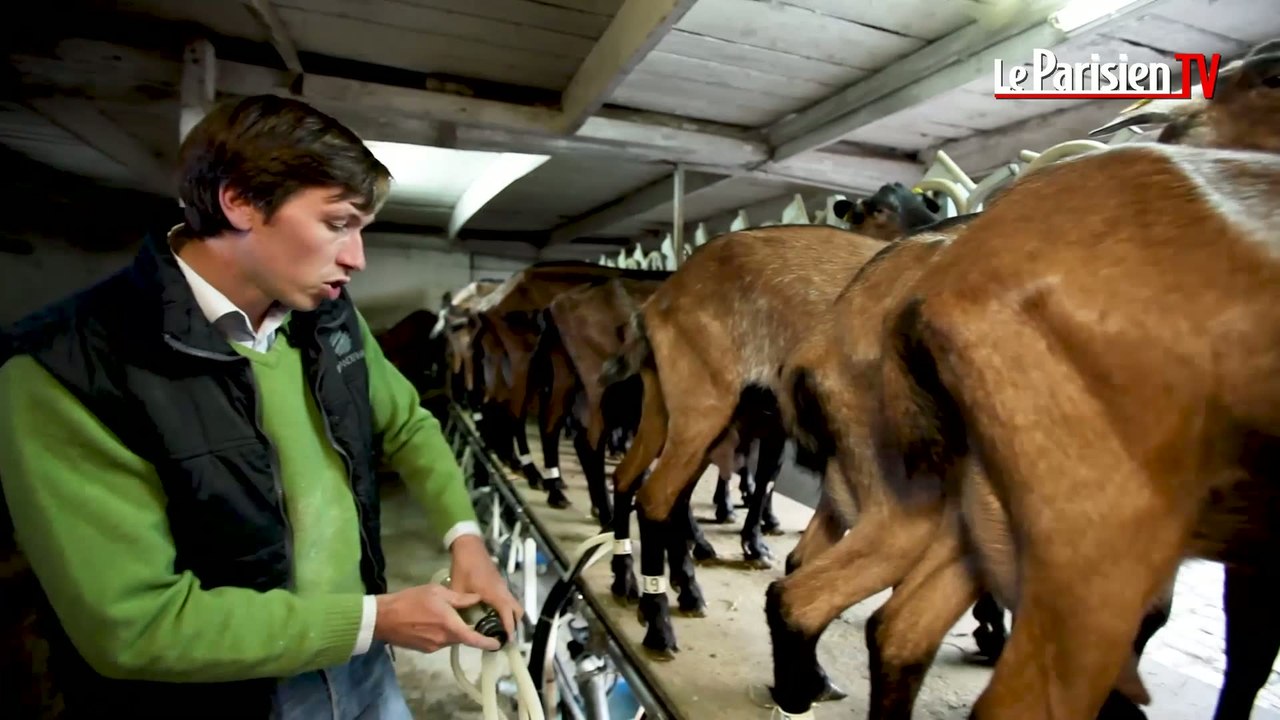 Fête de la gastronomie : au cœur de la fabrication du fromage de chèvre