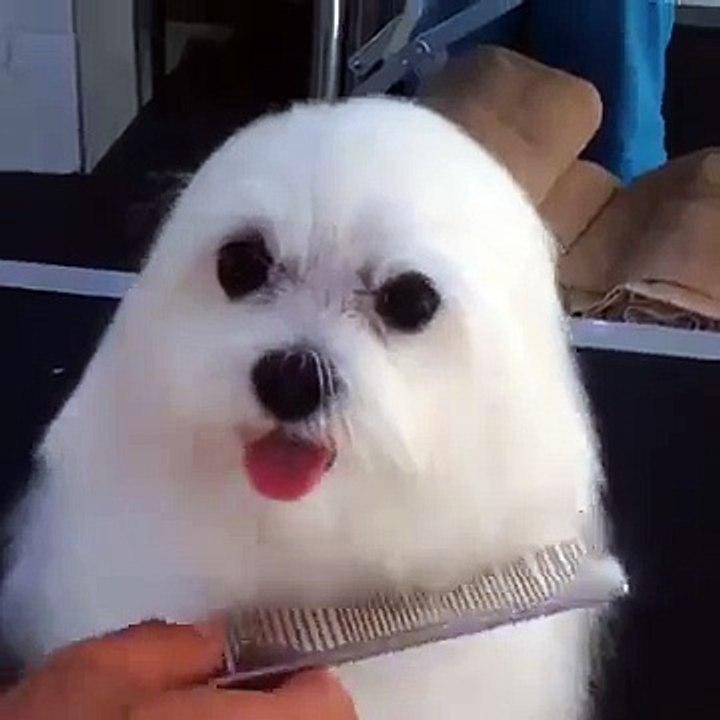 Quelle est cette espèce d'animal ? Un chien ou un petit phoque ?