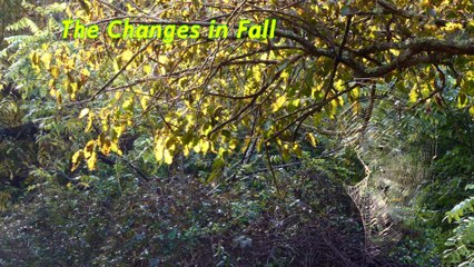 Changes in Autumn,Life,Love and self.