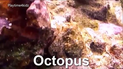 Sea Animals Peekaboo