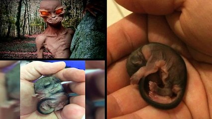 सड़क पर मिला अजीबसा जानवर, फिर खुली चौकाने वाली सच्चाई | Mysterious Animals Spotted