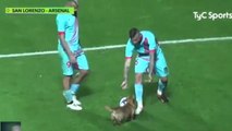 Un petit chien interrompt un match de foot