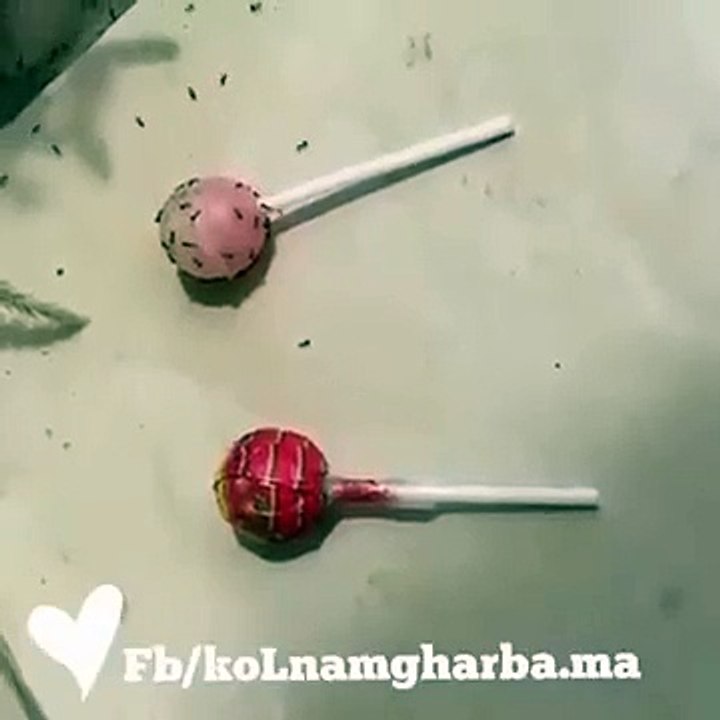 حال المتبرجة والمحتشمة.
