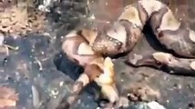 Cabeça de cobra cortada ataca seu próprio corpo! Incrível!
