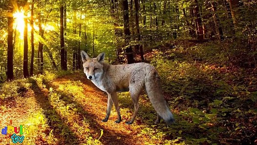 Learn the Alphabet with Wild Animals | ABC animals for children