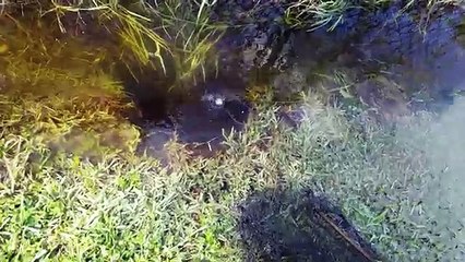 FISHING in THE STREET! Catching EXOTIC Fish in HURRICANE FLOODING!