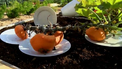 Toques et Porcelaine 2017