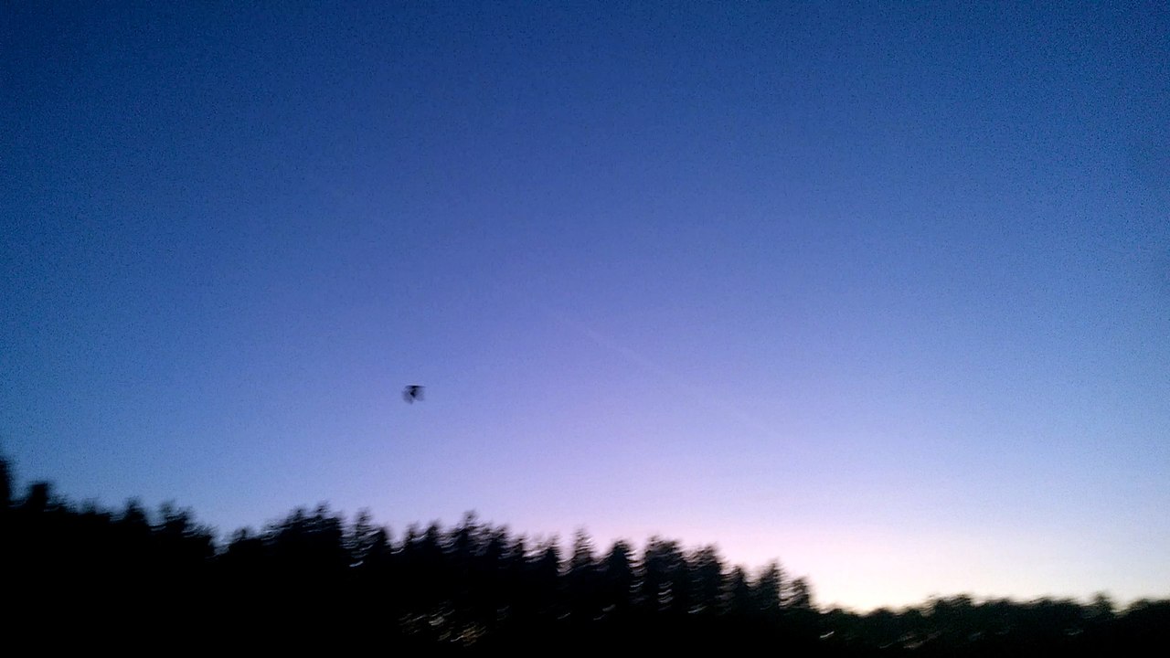 Fledermäuse am Hochsitz