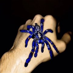 Have You Ever Seen a Blue Tarantula?
