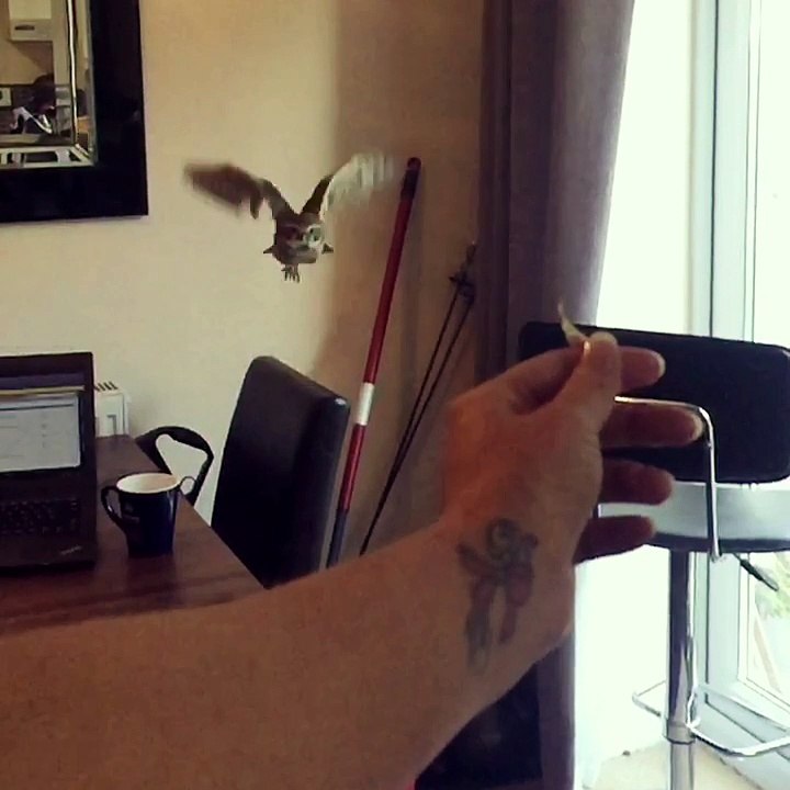 Owl in Flight