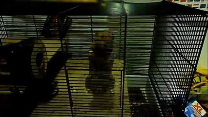 Ninja Hamster (huge balls) climbs his cage!-Ninja Hamster (büyük toplar) kafesinden tırmanıyor!