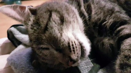 Kitten deep sleep -snoring edition-