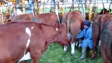 Intelligent Technology Smart Farming Automatic Cow Milking Tractor Field Machine USA   Eur