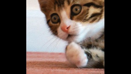 CHANNEL TRAILER - GESLLSCHAFT GEGEN GRÜNES GEDANKENGUT