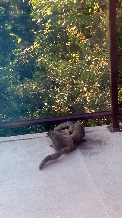 Ninja Squirrels Morning Wrestle