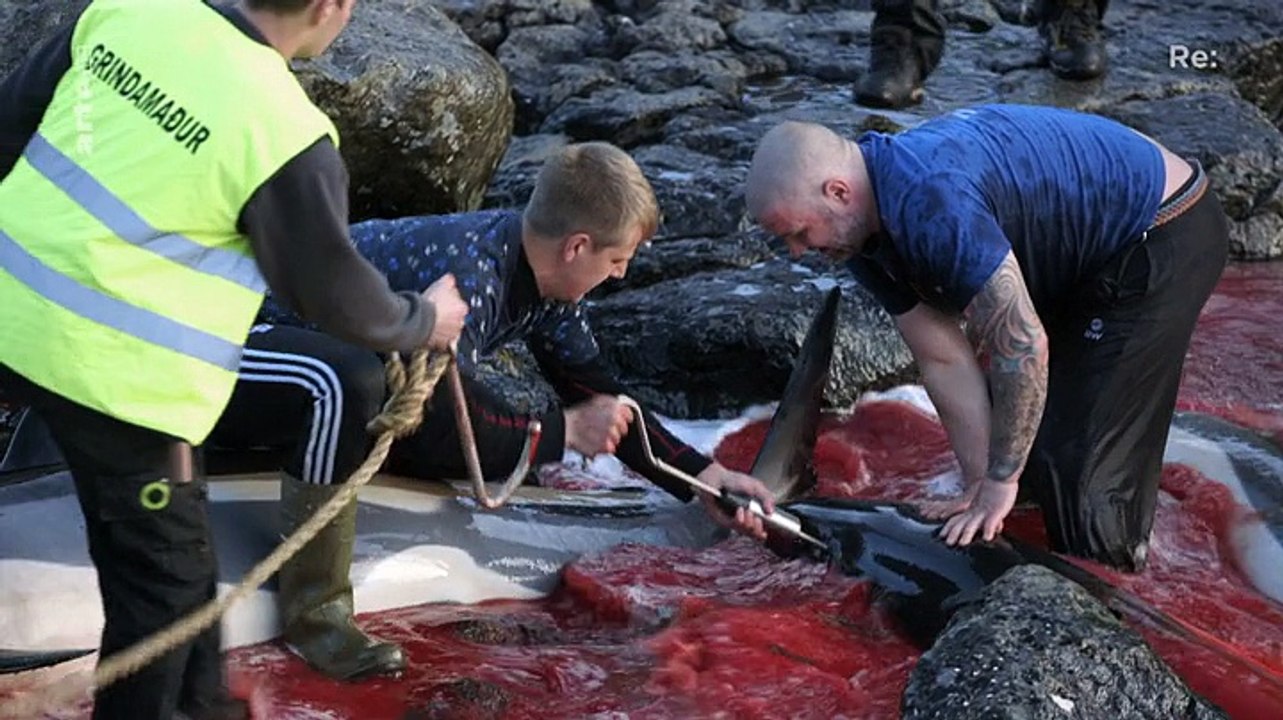 Re: Walfang auf Faeroeer - Tradition oder Tierquälerei (Doku)