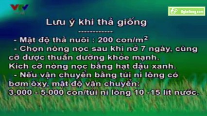 Kỹ thuật nuôi ếch thịt trong lồng lưới từ nòng nọc