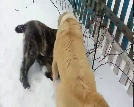 Бой алабаев (САО). Драка алабаев