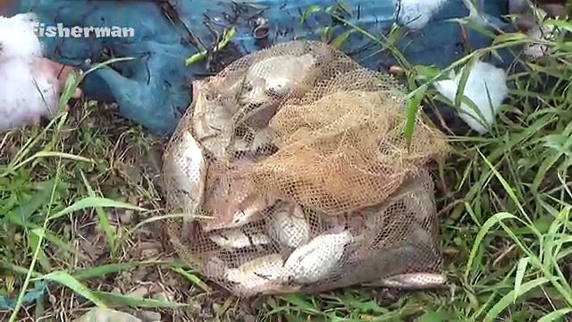 Net Fishing - Cambodia Traditional Fishing - Cast Net Fishing Tilapia by Fisherman #6