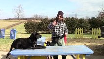 Training Your Labrador Retriever Puppy Part Four