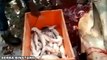 Man Helps Dead Shark and Give Birth To 100 Baby Sharks!
