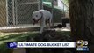 Dog diagnosed with skin cancer has bucket list to complete!