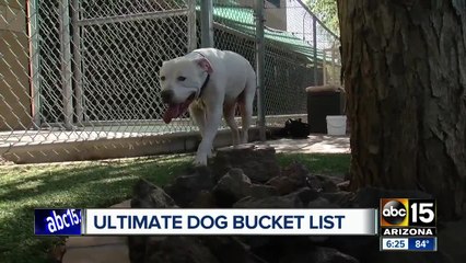 Dog diagnosed with skin cancer has bucket list to complete!