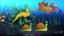 Leafy Sea Dragon Nursery RhymeChuChuTV Sea World _ Animal Songs & Nursery Rhymes For Children