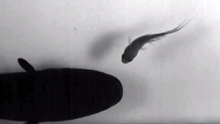 Electric Eel Kills The Fish - Must See The Fish Dies