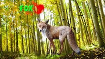 Learn Alphabet with Cartoon & Real Animals for children ABC Wild Animals Names and Sounds