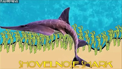 Names of sharks Kids Learn Sea Animals for Children Video Educational Water Animals