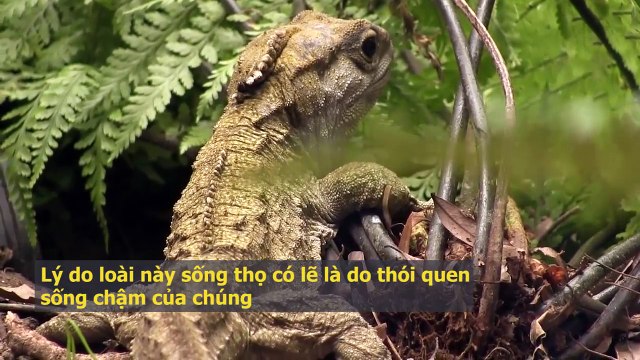 Ghen tị phát hờn với 10 loài động vật trường thọ sống lâu nhất Trái Đất