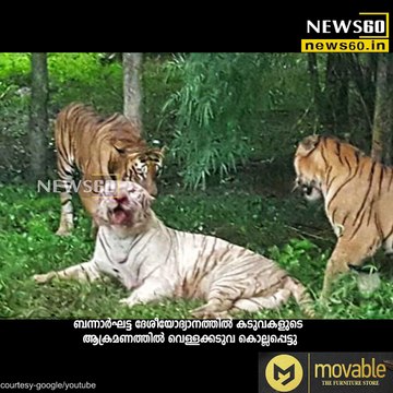 Savage moment Bengal tigers kill a rare white tiger