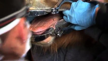 Un et un à un un à été dentisterie chevalin flotteur flottant a cheval inspection jamais de de les dents qui 5 6