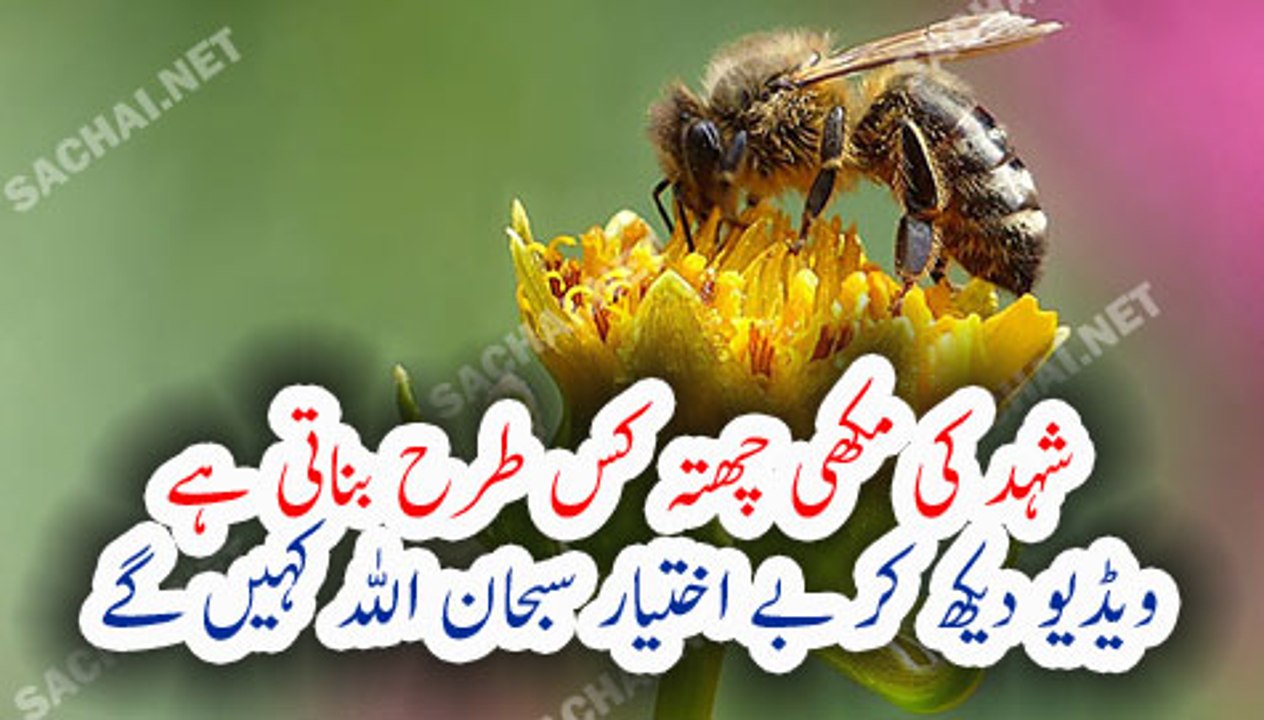 How Honey Bee Make A Beehive Beautiful Video