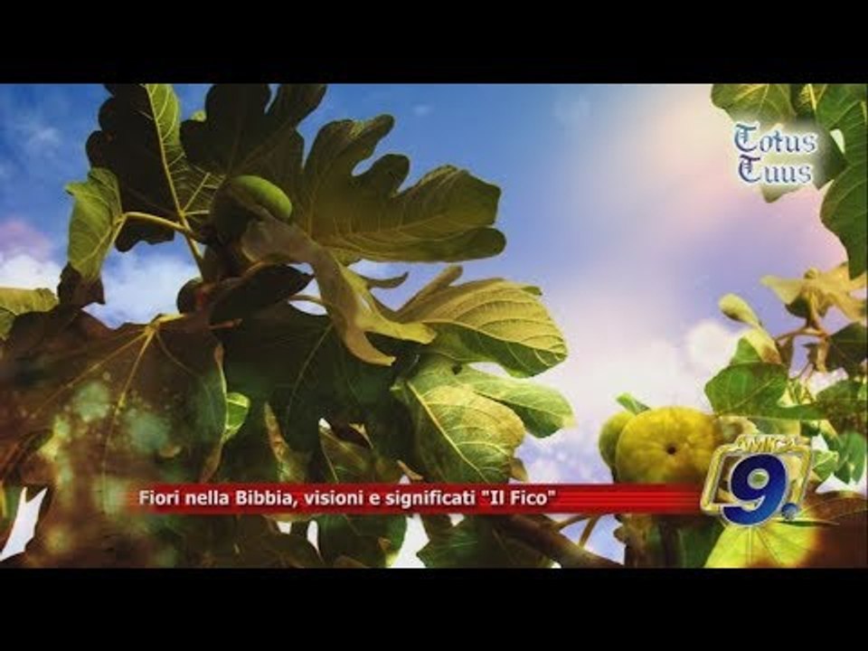 Totus Tuus | Piante e Fiori nella Bibbia, visioni e significati "Il Fico"