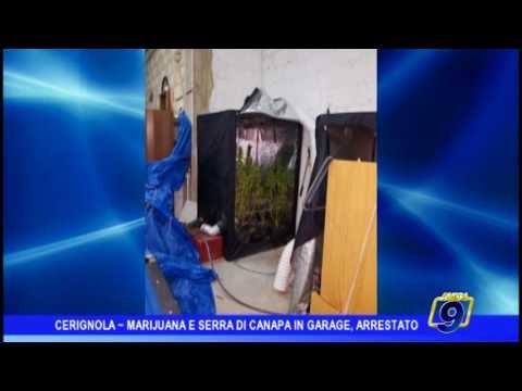 Cerignola | Marijuana e serra in un garage, arrestato un insospettabile 18enne
