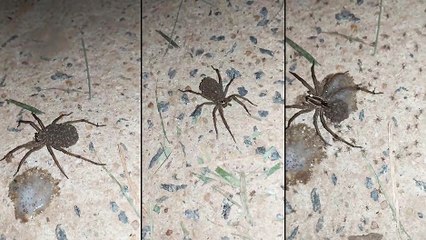 Une maman araignée et ses petits