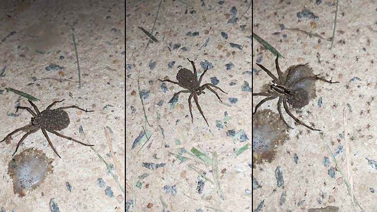 Une maman araignée et ses petits