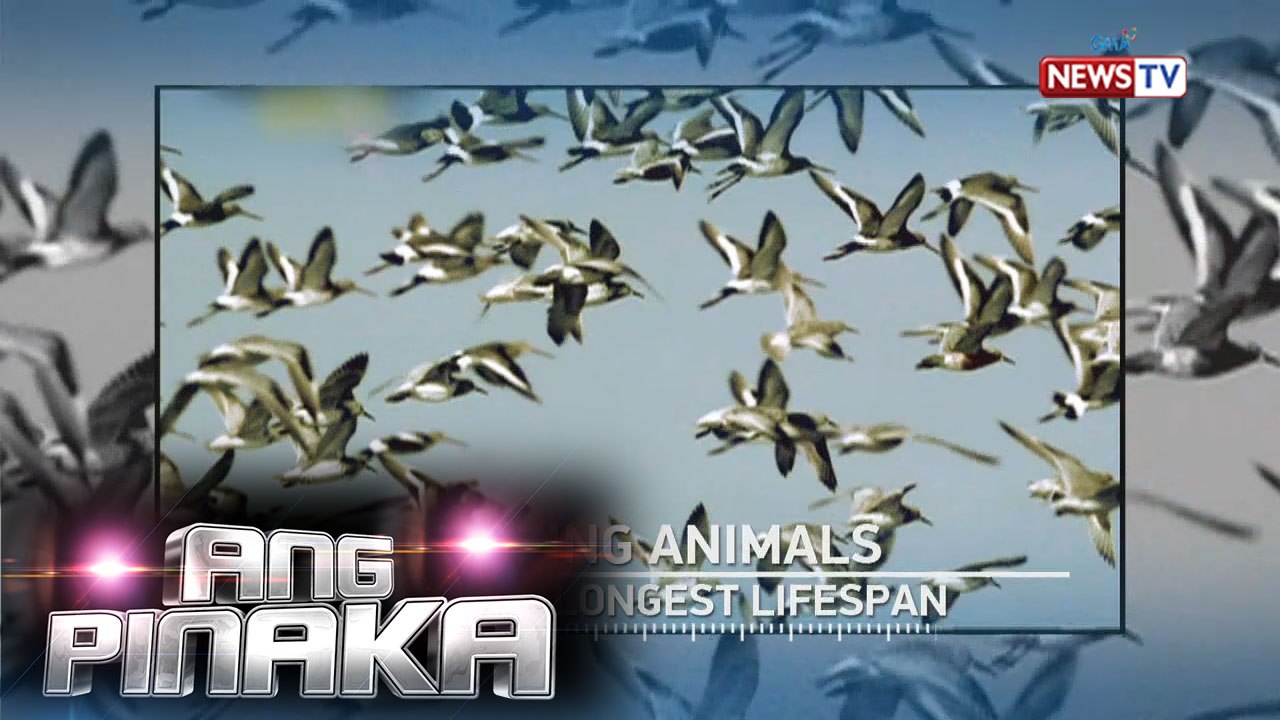Ang Pinaka: Long lifespan of animals