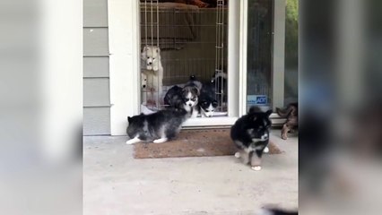 Ces chiots sont très contents de sortir le matin !