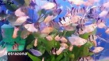 Most Beautiful and Popular Aquarium Fishes