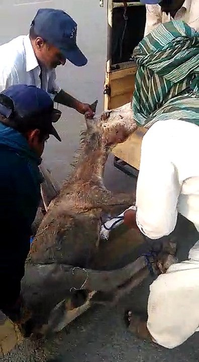 Society for Prevention of Cruelty against Animals (SPCA) recues an injured donkey on Canal Road on phone call of a citizen.