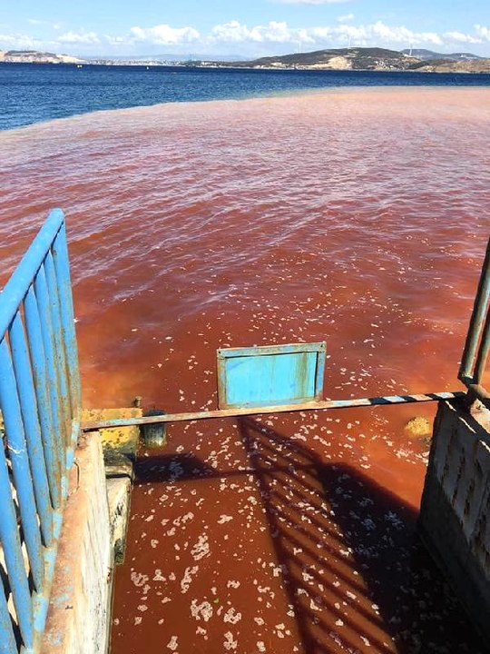 Foça'da Korkutan Görüntü: Deniz Kırmızıya Boyandı
