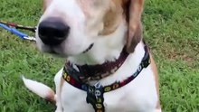 San Francisco Pet Stores Can Only Sell Rescue Or Shelter Animals-2