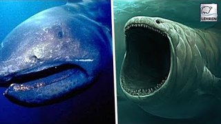 Mysterious Sea-Creatures That Disappreared In History