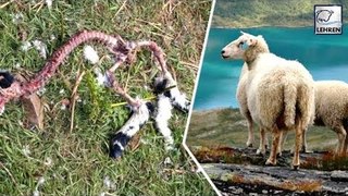 Mysterious Sheep Disappearances In Southern Norway