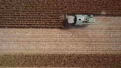 Beyaz Et Sektörü Büyüdü, Mısır Üretimi Yüzde 81 Arttı