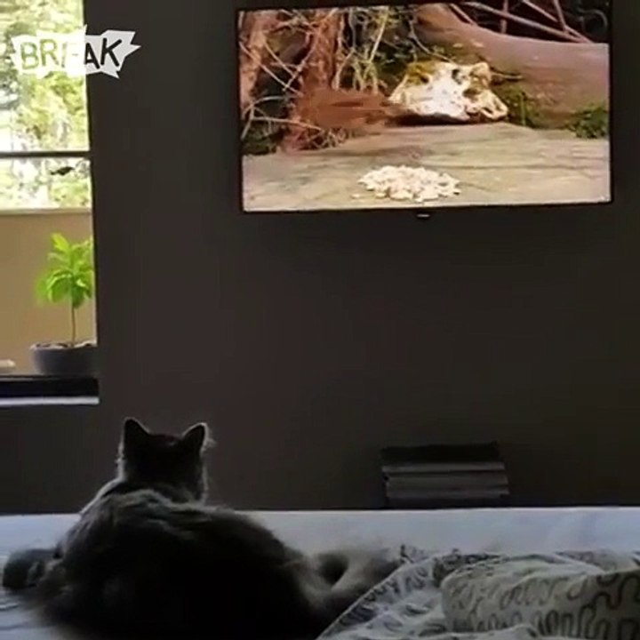 Un chat fonce dans une télévision full HD ebn pensant que c'est la réalité