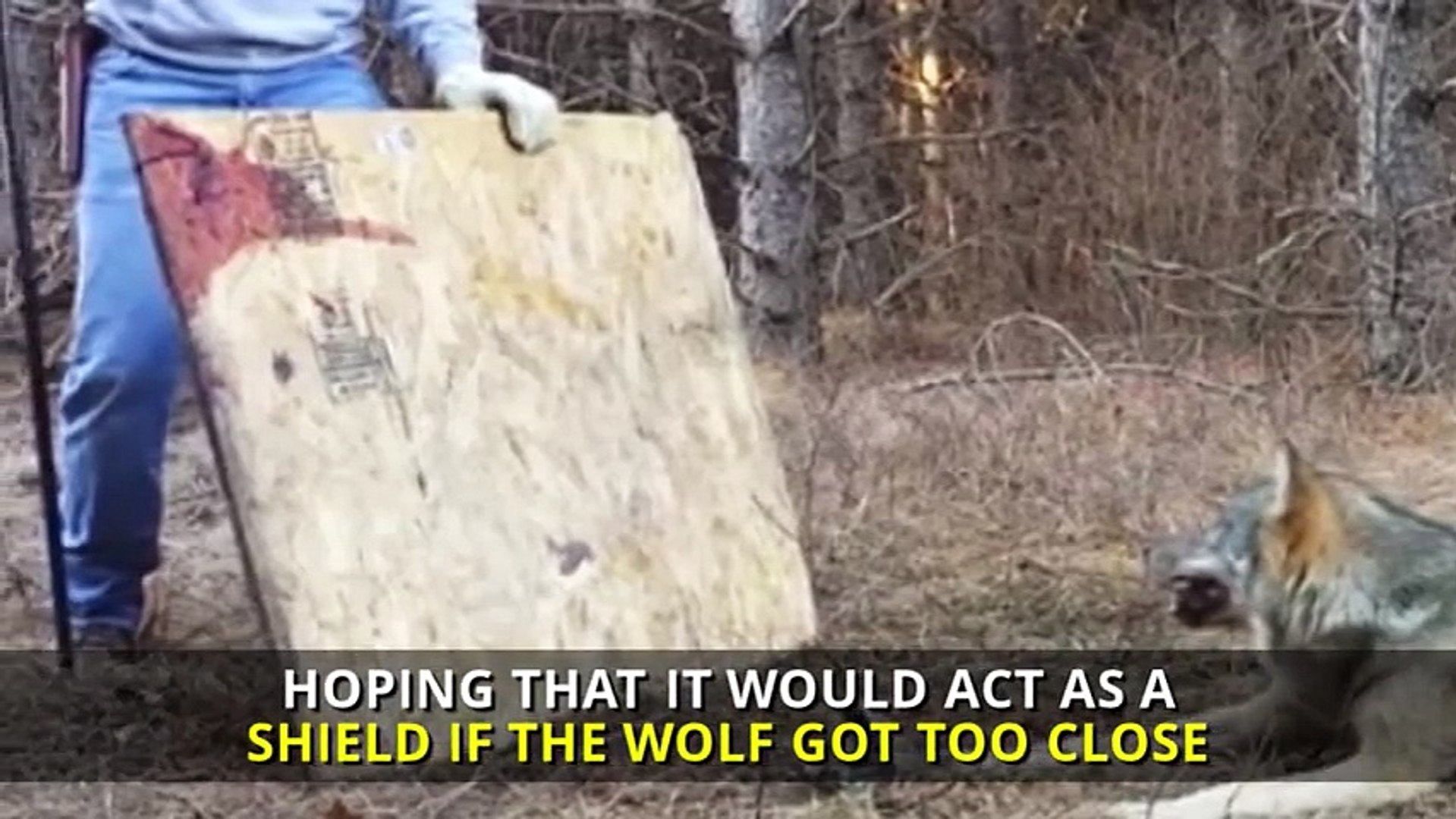 ⁣Čovjek je pronašao usamljenog vuka u šumi – pogledao mu je šapu a zatim je napravio odluku koja mu j